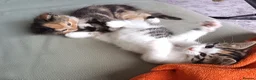Mixed Breed cats for sale: 2 gorgeous calico kittens - Advert 6