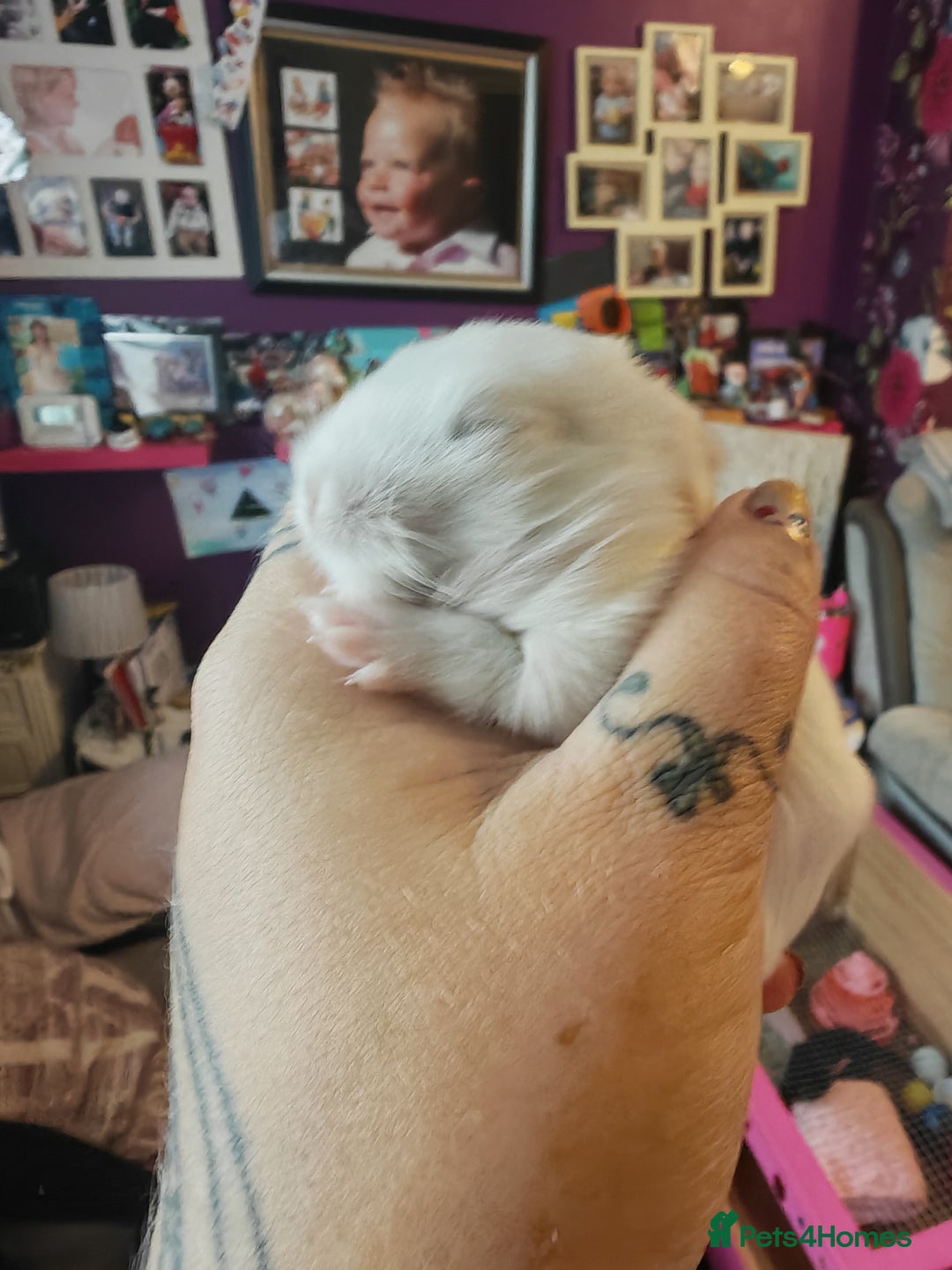 Lionhead rabbits for sale: 4 baby Lionhead rabbits - Advert 33