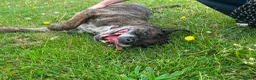 Mixed Breed dogs for adoption: Boris - Watton Norfolk  - Advert 9
