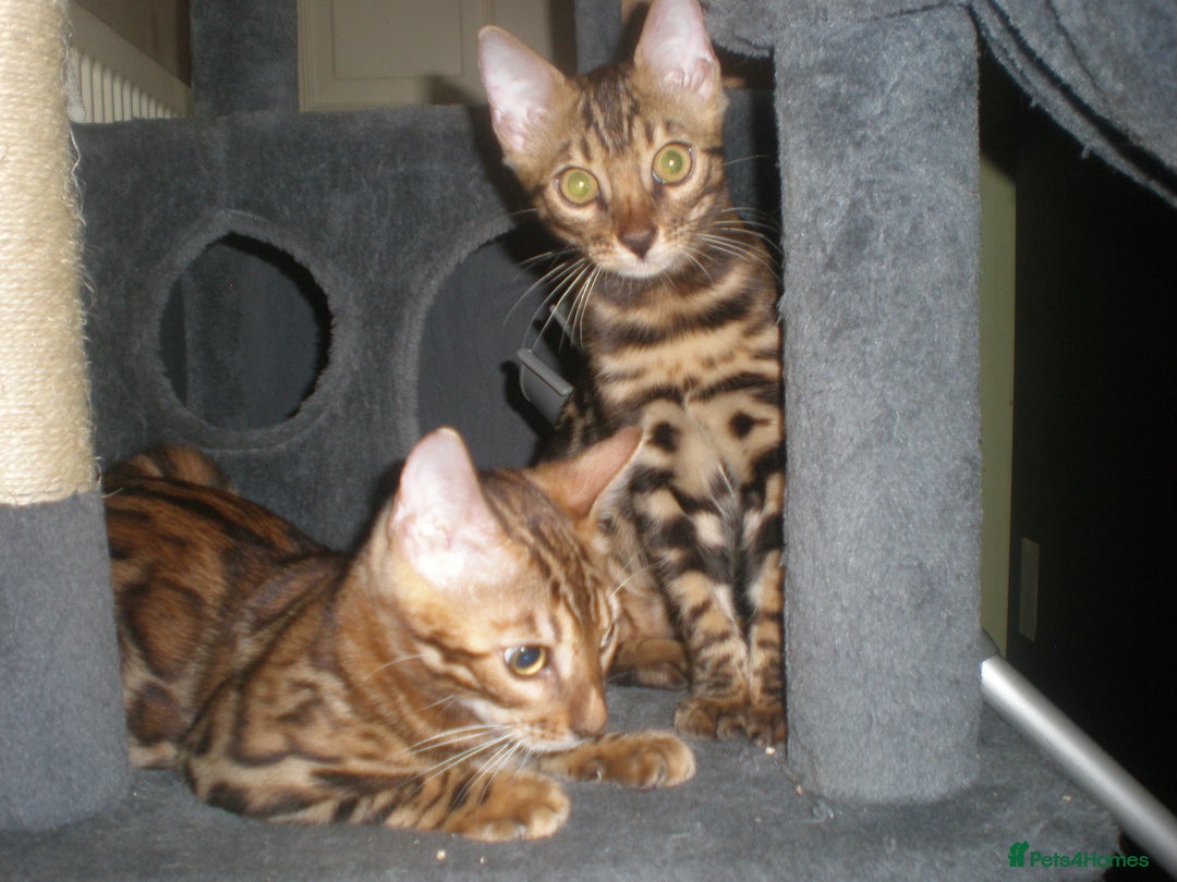 Bengal cats for sale: Only 1 Beautiful Bengal Kittens Ready to leave now in Manchester - Image 4