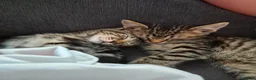 Domestic Shorthair cats for sale: 2 male kittens for sale  in Peterborough - Advert 11