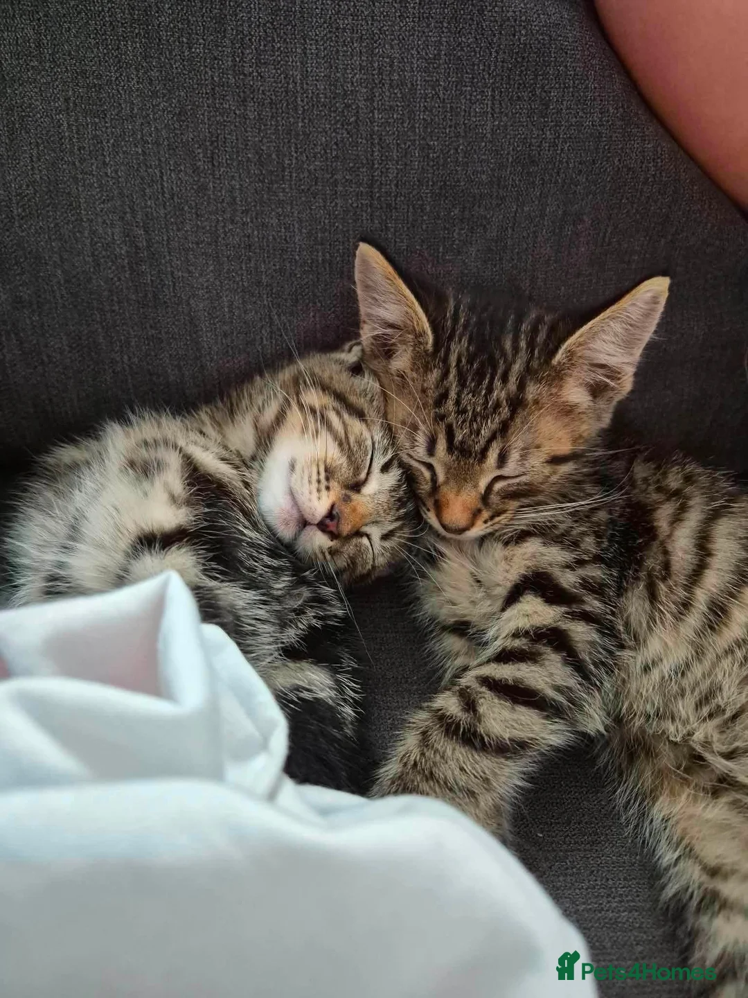 Domestic Shorthair cats for sale: 2 male kittens for sale  in Peterborough - Advert 11