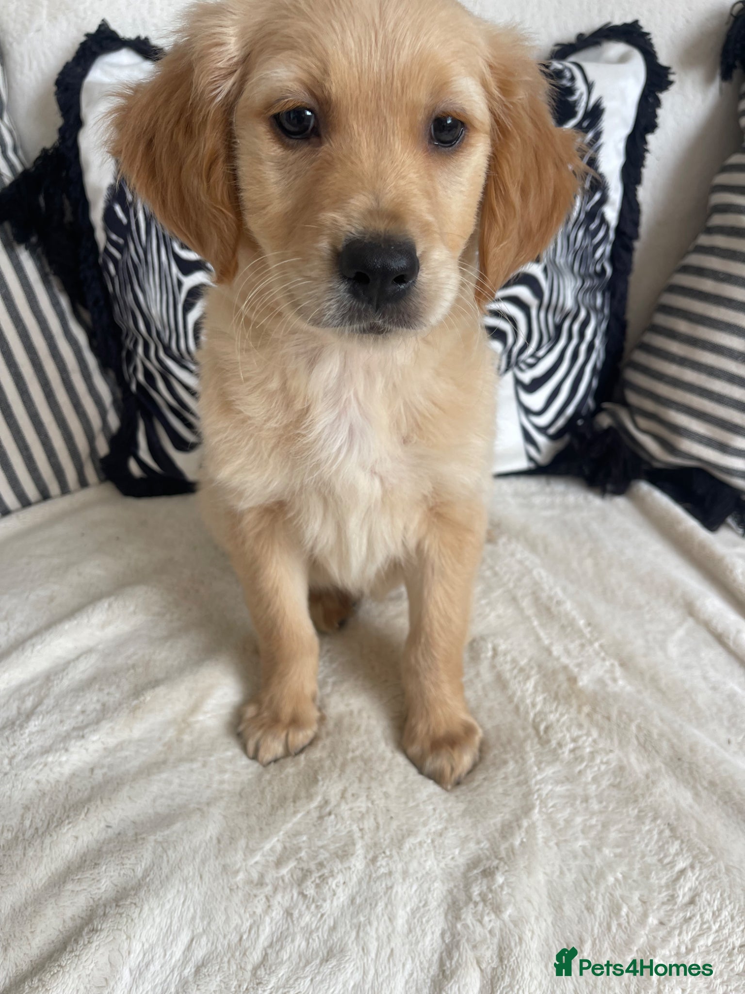 Golden Retriever dogs KC DNA TESTED GOLDEN RETRIEVERS - Advert 2