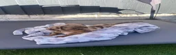 Mixed Breed dogs for sale: 3/4 miniature dachshund puppies  - Advert 2