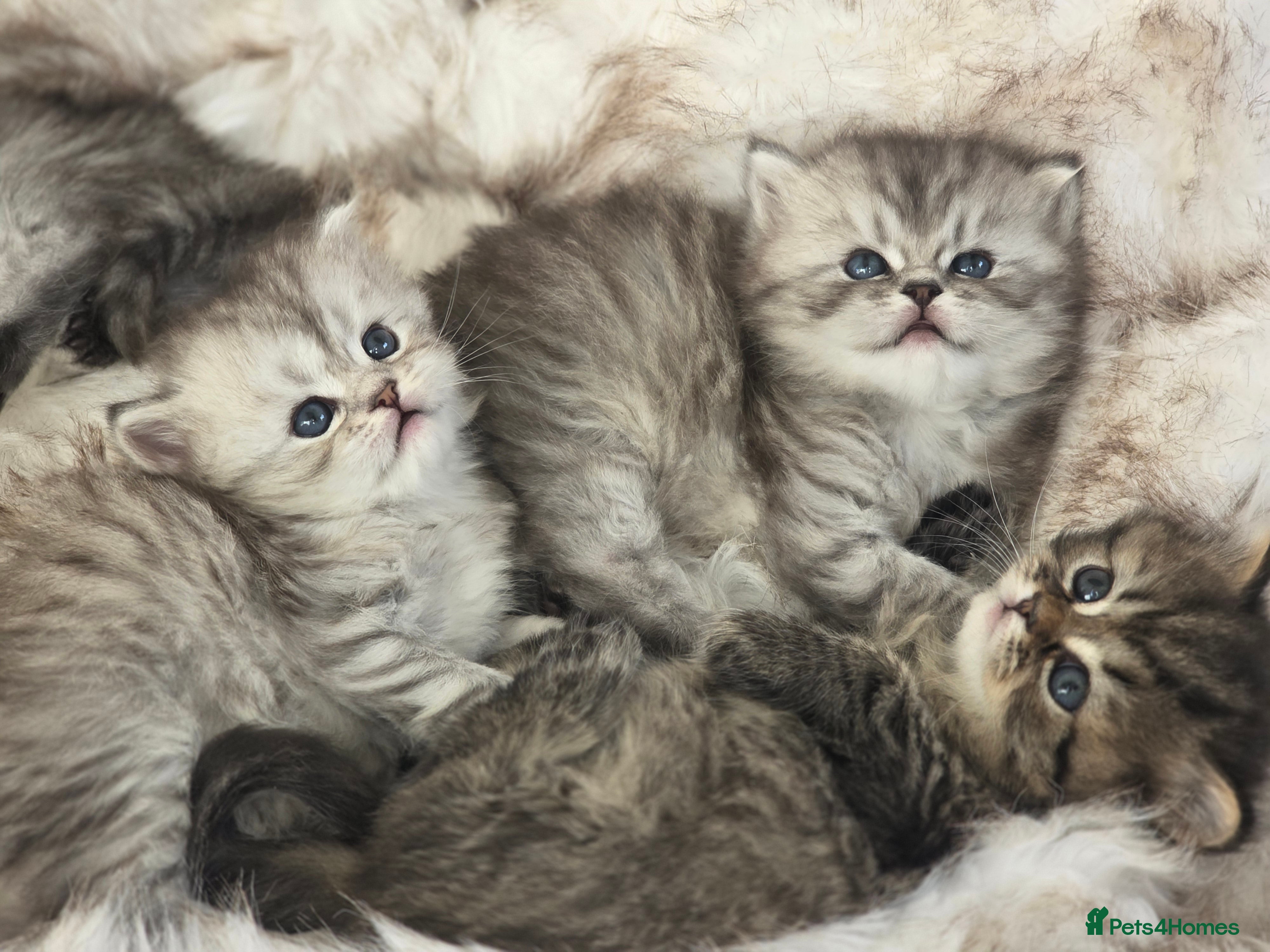 Persian cats Persian kittens  - Advert 4