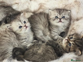 Persian cats Persian kittens - Advert 4