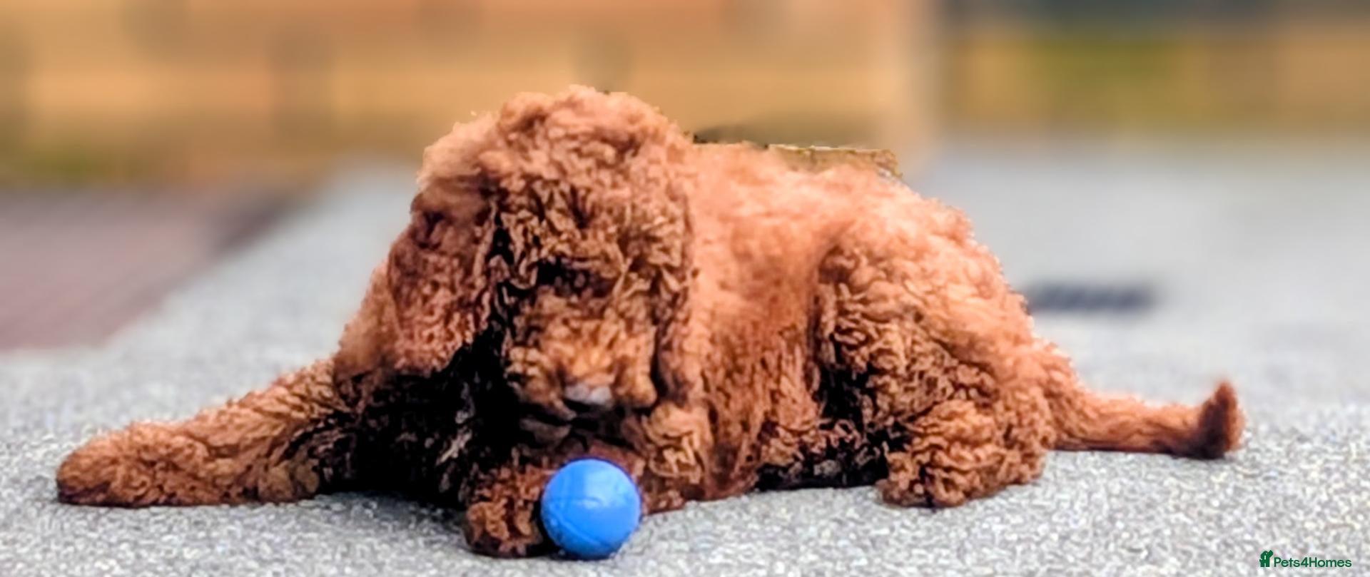 Cockapoo dogs 🐾 Deep red Cockapoo Puppies. - Advert 1