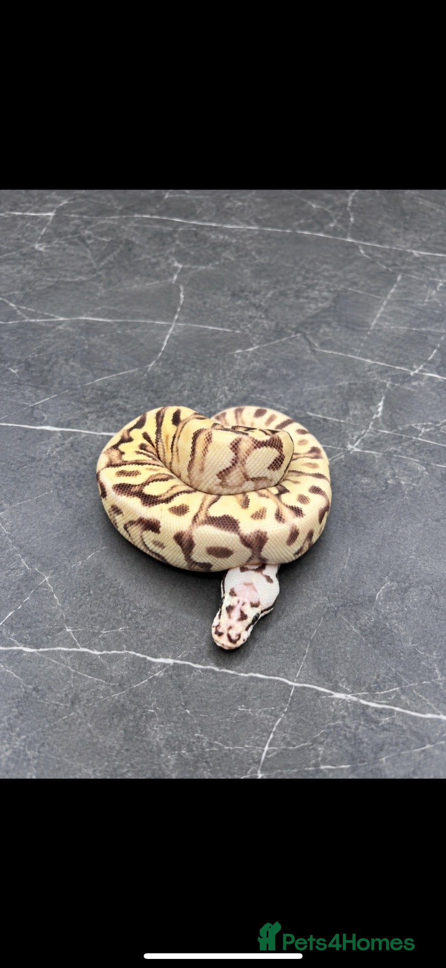 Python Snake reptiles New snakes added! - Hatchling Ball Pythons.  - Advert 2