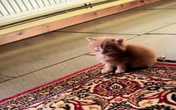 Persian cats for sale: Persian X Beautiful friendly ginger kittens  - Image 4