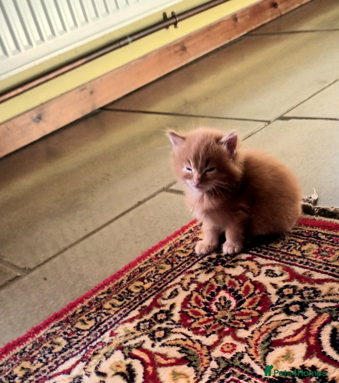 Persian cats for sale: Persian X Beautiful friendly ginger kittens  - Image 4