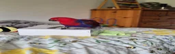 Parrots birds for sale: Eclectus parrot female 8 months old nearly in Preston - Advert 3
