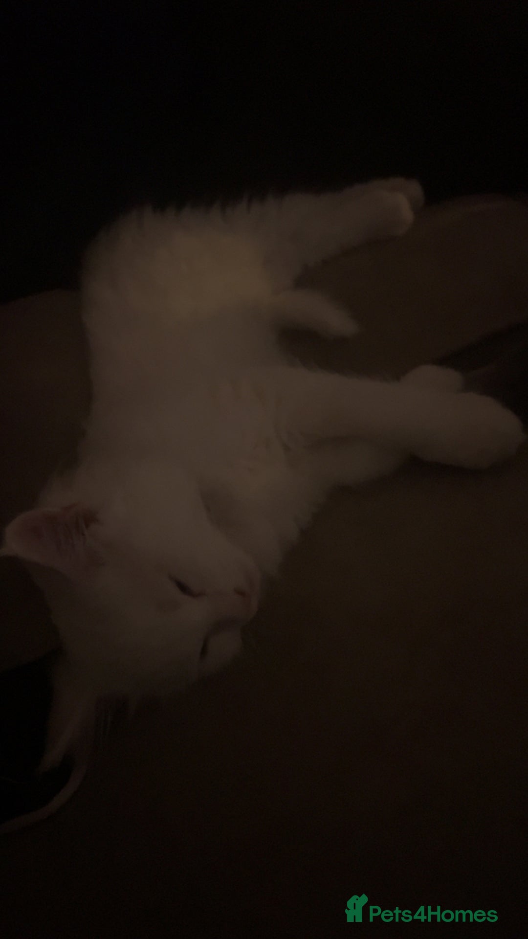 Maine Coon cats for sale: 2 odd eye male Mainecoon and 1 female smoke kitten - Advert 8