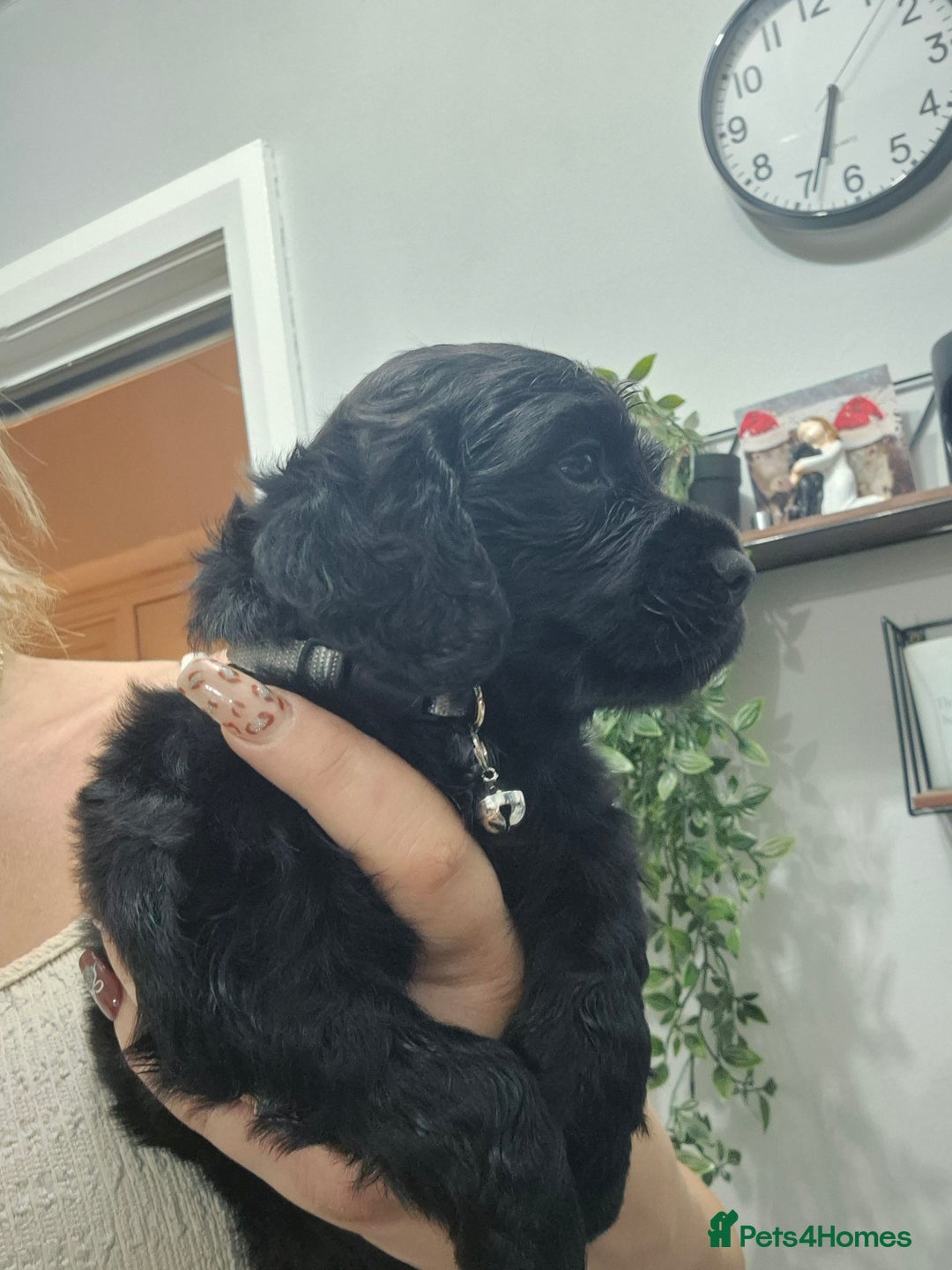 Cocker Spaniel dogs for sale: Working cocker pups - Advert 10