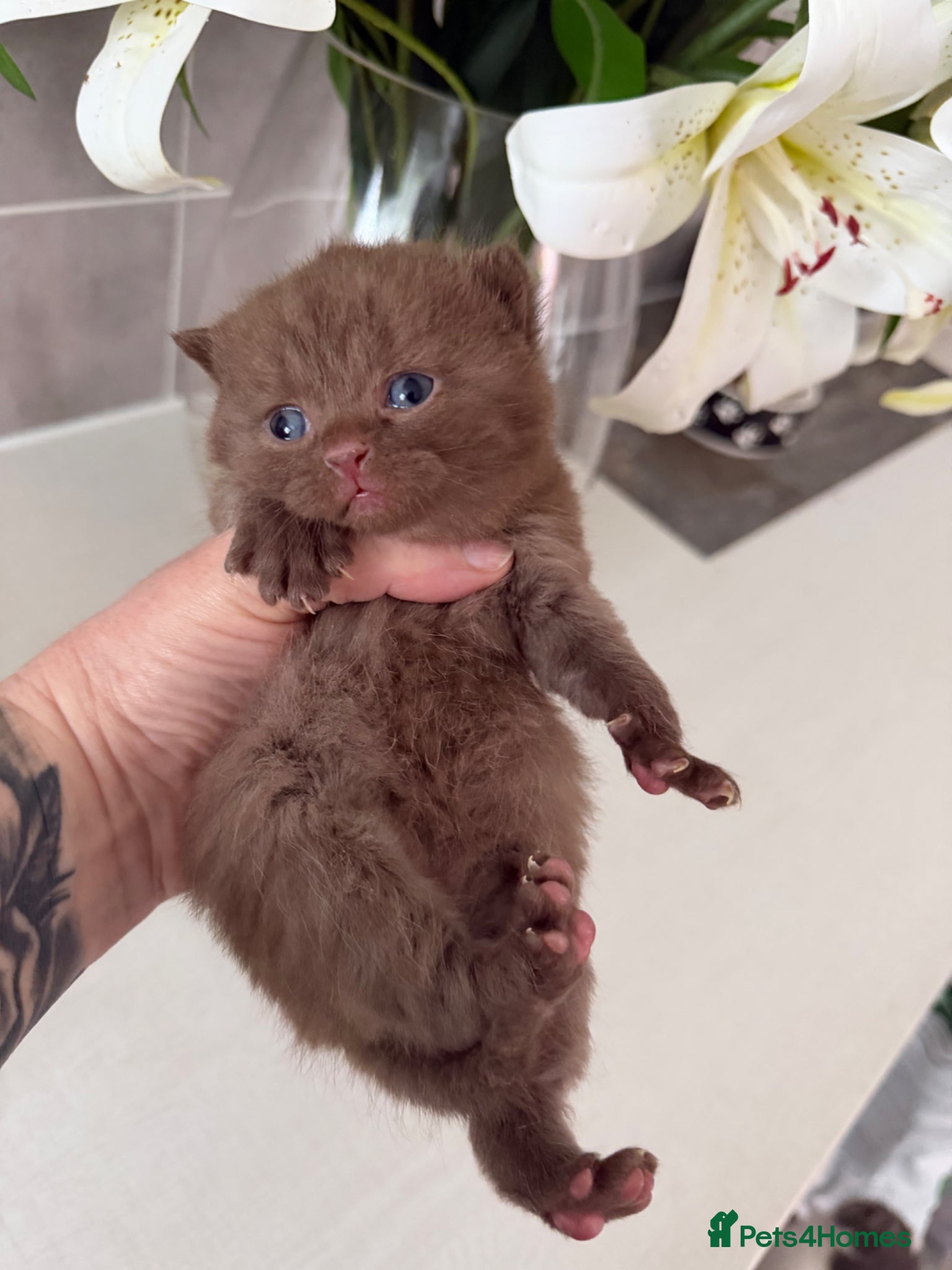 British Shorthair cats Cinnamon, choc colourpoint and silver kittens  - Advert 4
