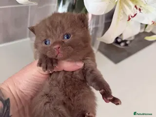 British Shorthair cats Cinnamon, choc colourpoint and silver kittens - Advert 15