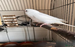 Budgerigars birds for sale: Pair of Budgies  - Advert 4