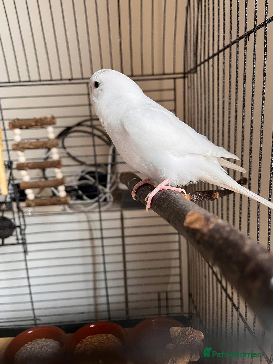 Budgerigars birds for sale: Pair of Budgies  - Advert 4