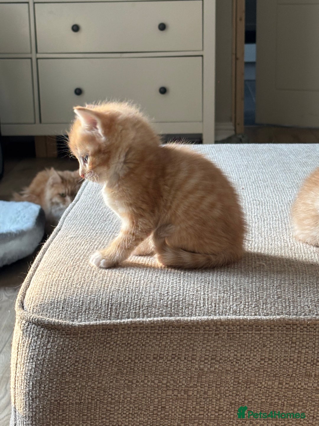 Mixed Breed cats for sale: Maine coon cross kittens - Advert 4