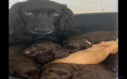 Cocker Spaniel dogs for sale: Cocker spaniel pups KC REG & COUNCIL LICENSED  - Image 16
