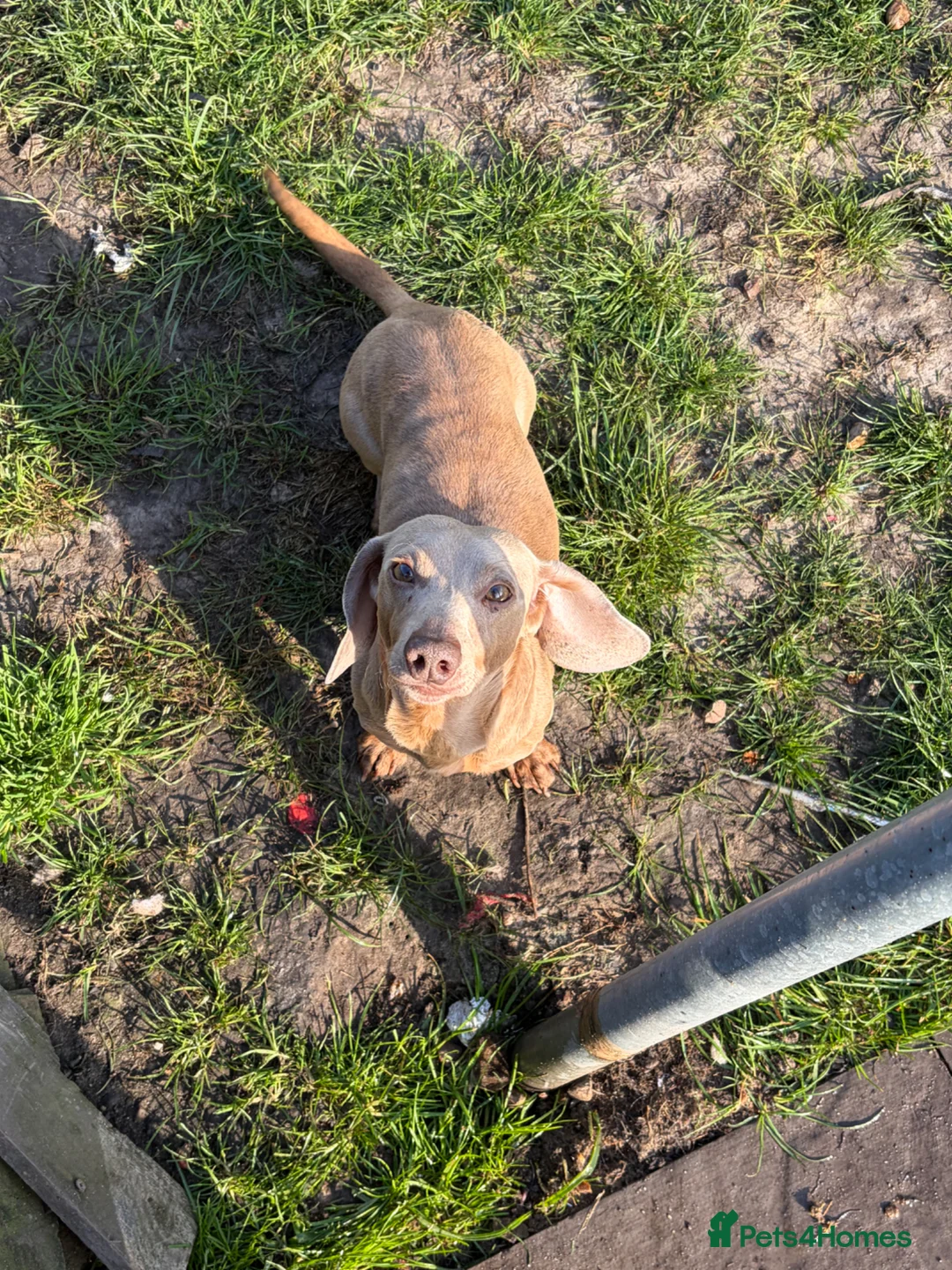 Miniature Dachshund dogs for sale: Buddy Isabella miniature dachshund  - Advert 1