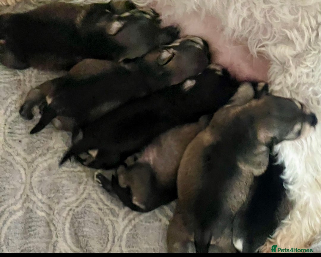 Miniature Schnauzer dogs for sale: 🤎🖤🩶Stunning Miniature Schnauzer Pups🩶🖤🤎 - Advert 7