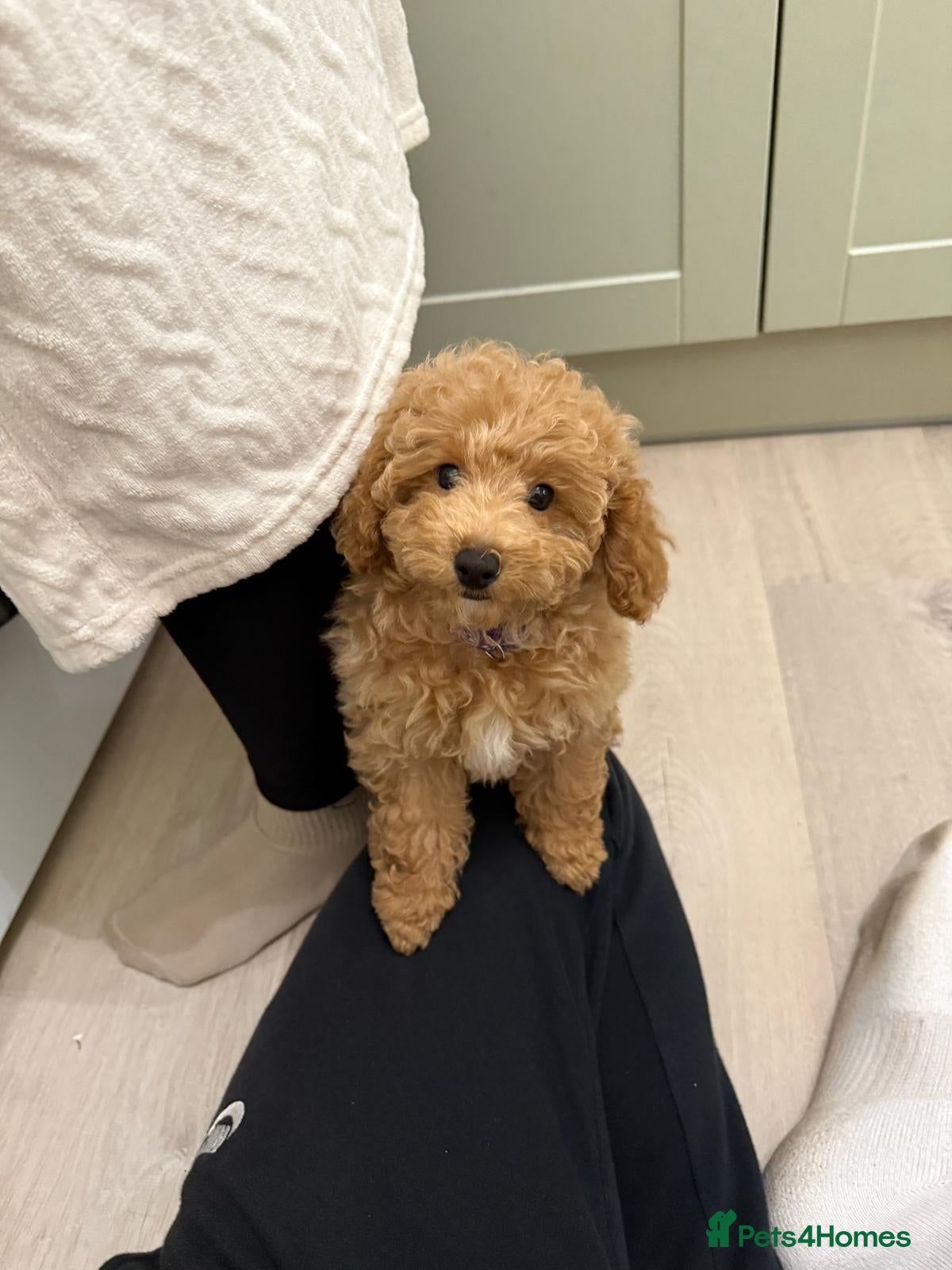 Miniature Poodle dogs Miniature Poodle - Advert 2