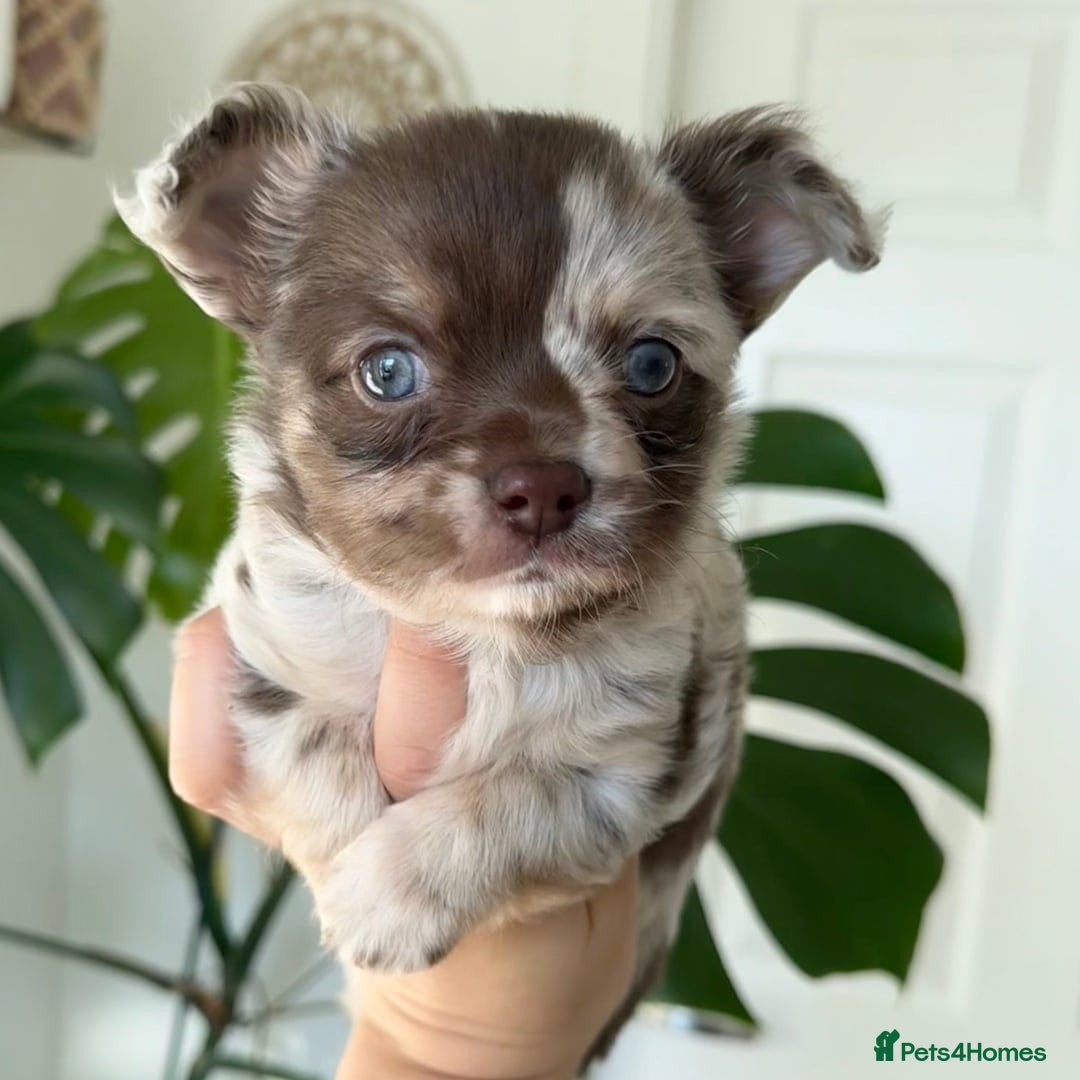 Chihuahua dogs Adorable Chihuahua Puppies – 1 Boy, 2 Girls Ready! - Advert 1