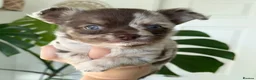 Chihuahua dogs for sale: Adorable Chihuahua Puppies – 1 Boy, 2 Girls Ready! - Advert 1