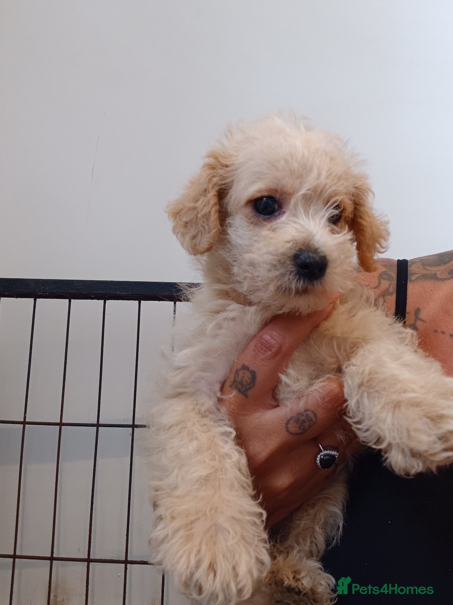 Schnoodle dogs for sale: Schnoodles 2x boy and 1x girl  in Bury Saint Edmunds - Advert 13