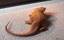 Bearded Dragon reptiles for sale: Bearded Dragon + Large Vivarium & Full Setup - Image 8