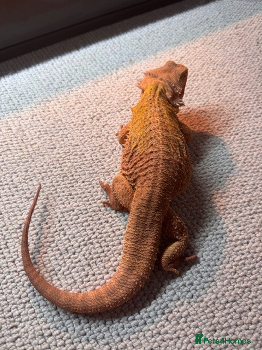 Bearded Dragon reptiles for sale: Bearded Dragon + Large Vivarium & Full Setup - Image 8