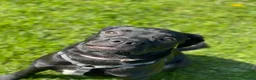 Mixed Breed dogs for sale: Panther in Leominster - Advert 7