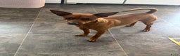 Miniature Pinscher dogs for stud: *STUD* Red Show Standard Miniature Pinscher  in Kettering - Advert 5