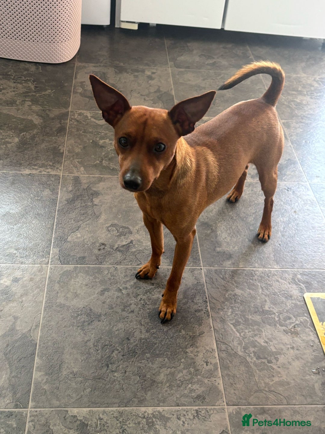 Miniature Pinscher dogs for stud: *STUD* Red Show Standard Miniature Pinscher  in Kettering - Advert 5