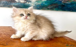 British Longhair cats for sale: Rare Colour Blue Golden, Female ready NOW - Image 3
