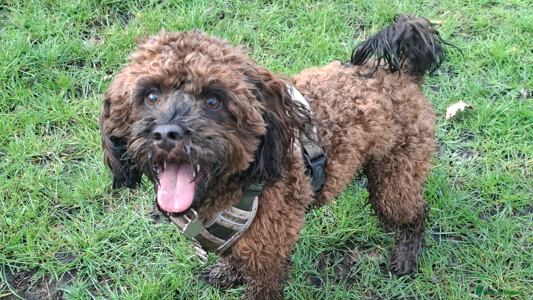 Mixed Breed dogs for adoption: Gorgeous boy for adoption  - Advert 1