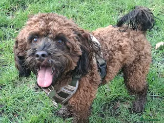 Mixed Breed dogs Gorgeous boy for adoption - Advert 1