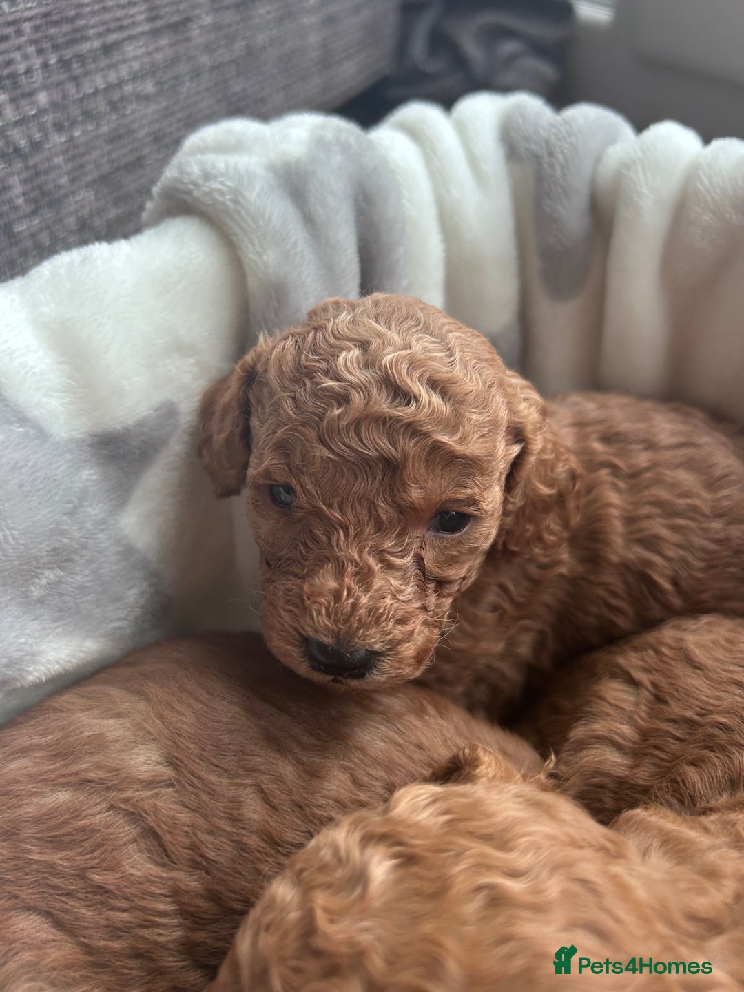 Miniature Poodle dogs for sale: Miniature poodles - Advert 14