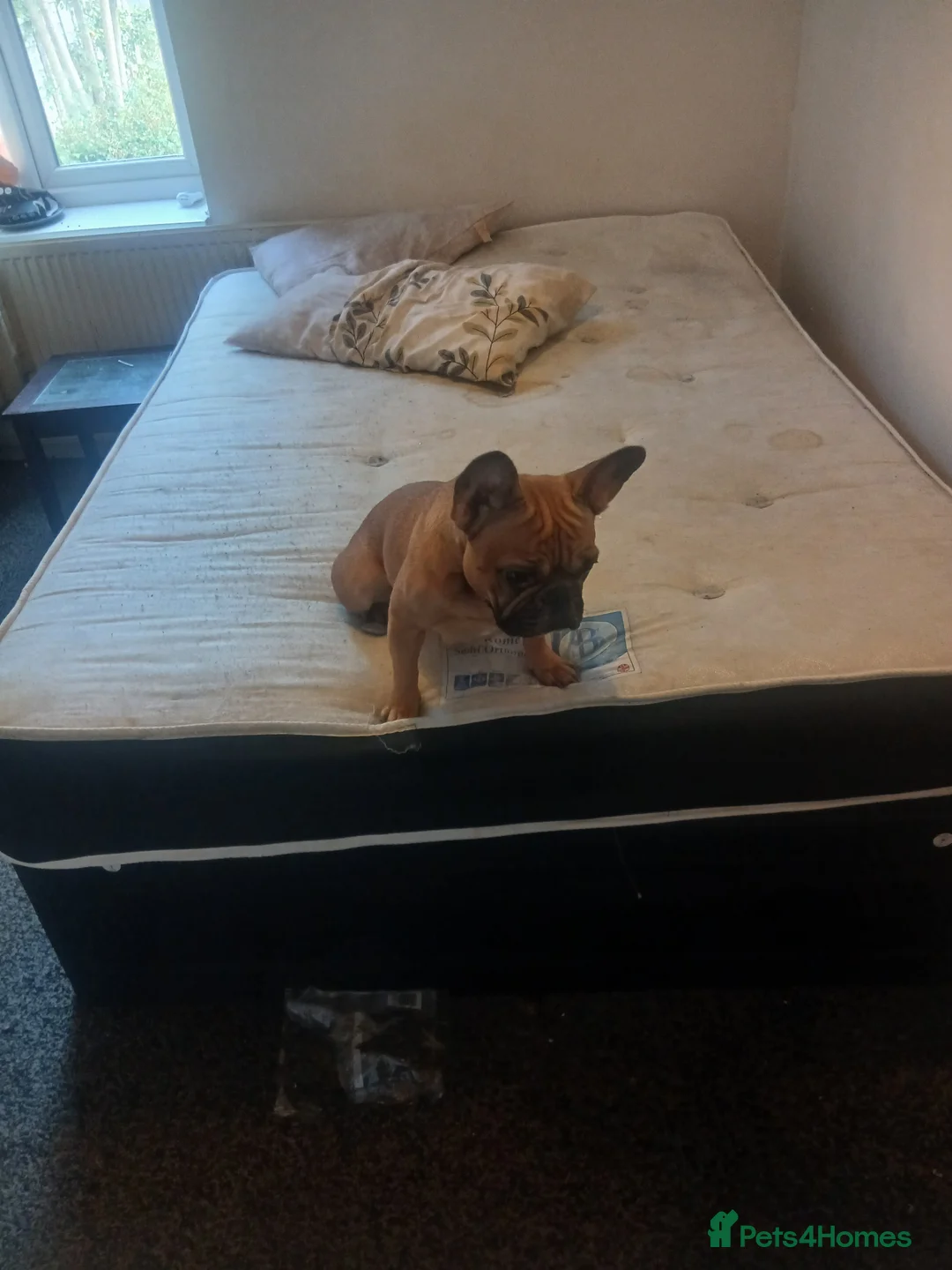 French Bulldog dogs for sale: Frech bull dogs in Birmingham - Advert 2