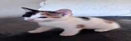Mixed Breed cats for sale: Beautiful kittens for sale in Horsham - Advert 5
