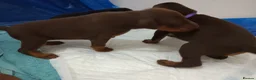 Dobermann dogs for sale: Dobermann puppies - Advert 18