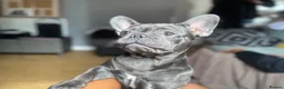 French Bulldog dogs for sale: Brooklyn Looking for a Loving Forever Home - Advert 5