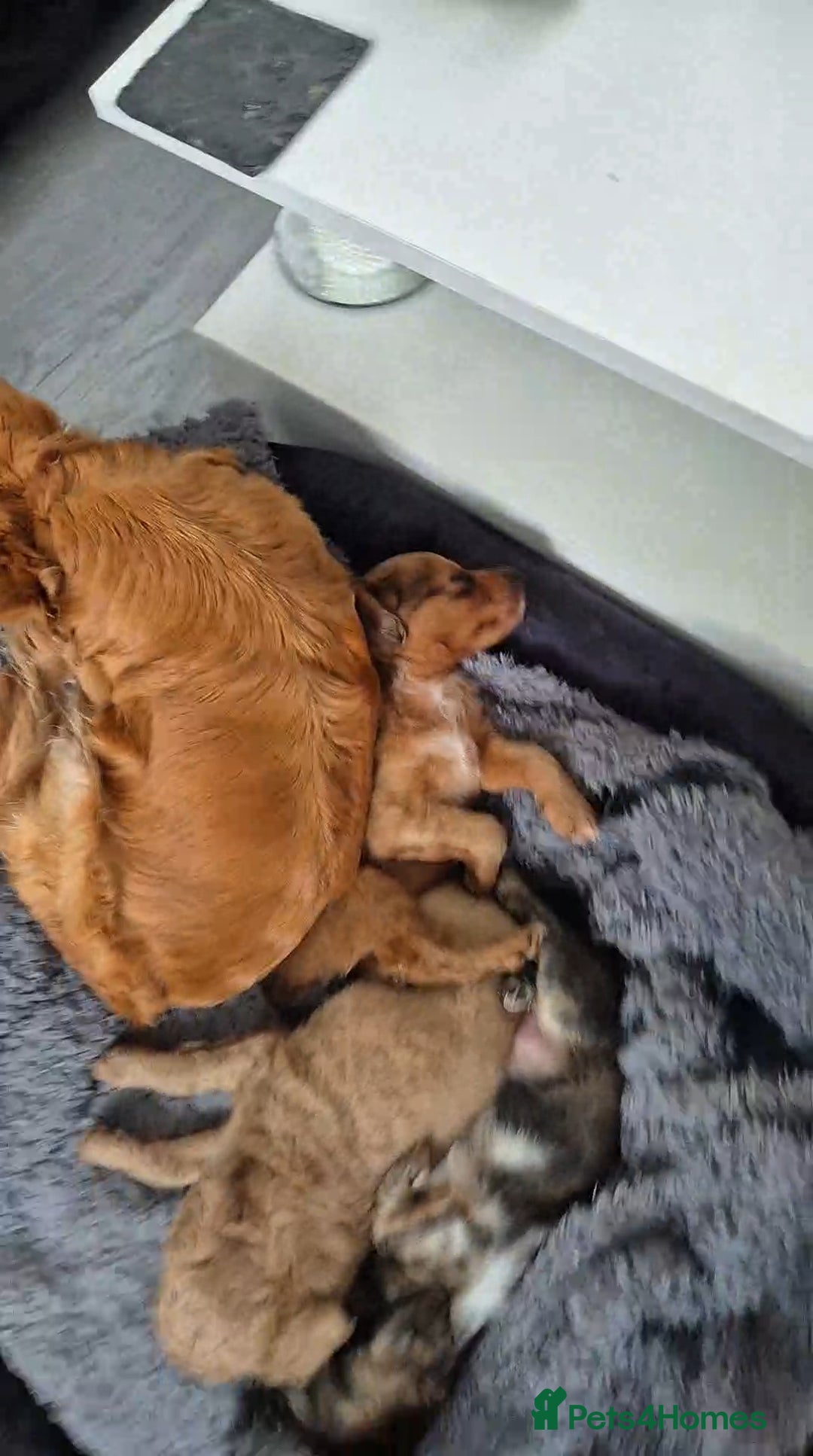 Mixed Breed dogs for sale: Cockapoochis Ready Now  - Image 5