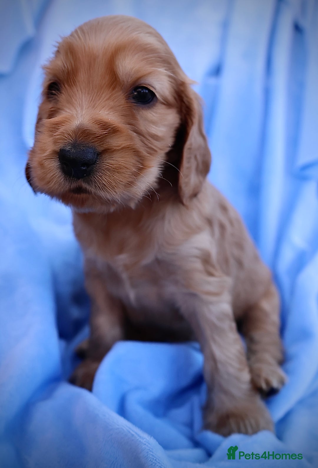 Cocker Spaniel dogs for sale: Beautiful family SHOW cocker spaniels LAST 2 - Image 30