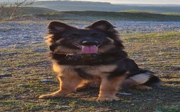 German Shepherd dogs for stud: Kc registered gsd for stud  - Image 3