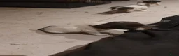 English Springer Spaniel dogs for sale: Springer spaniel pups  in Kettering - Advert 3