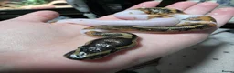 Python Snake reptiles for sale: Deposits on multiple baby ball pythons  - Advert 5