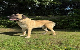 Turkish Kangal dogs for stud: Bruno 'The Kangal King' - Image 6