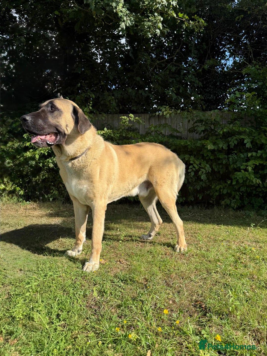 Turkish Kangal dogs for stud: Bruno 'The Kangal King' - Image 6