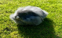 Mini Lop rabbits for sale: Mini lops , LionHead. READY NOW! 13th  - Image 10
